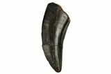 Serrated Tyrannosaur Tooth - Judith River Formation #184600-1